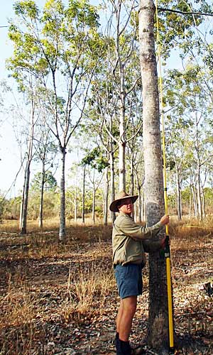 Alex Lindsay - Tropical Timber Plantation Advisor