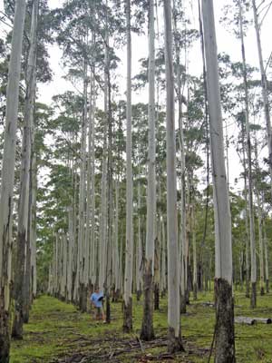 Eucalypt Plantation