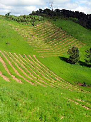 Plantation Preparation